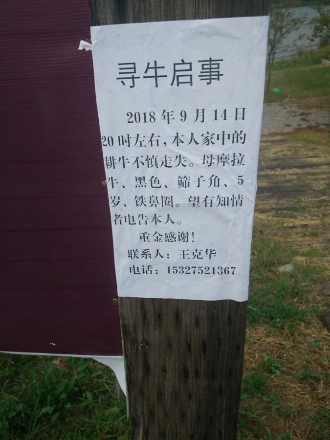 寻牛启事