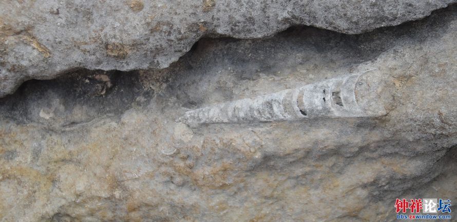 温峡水库半岛上的震旦角石化石