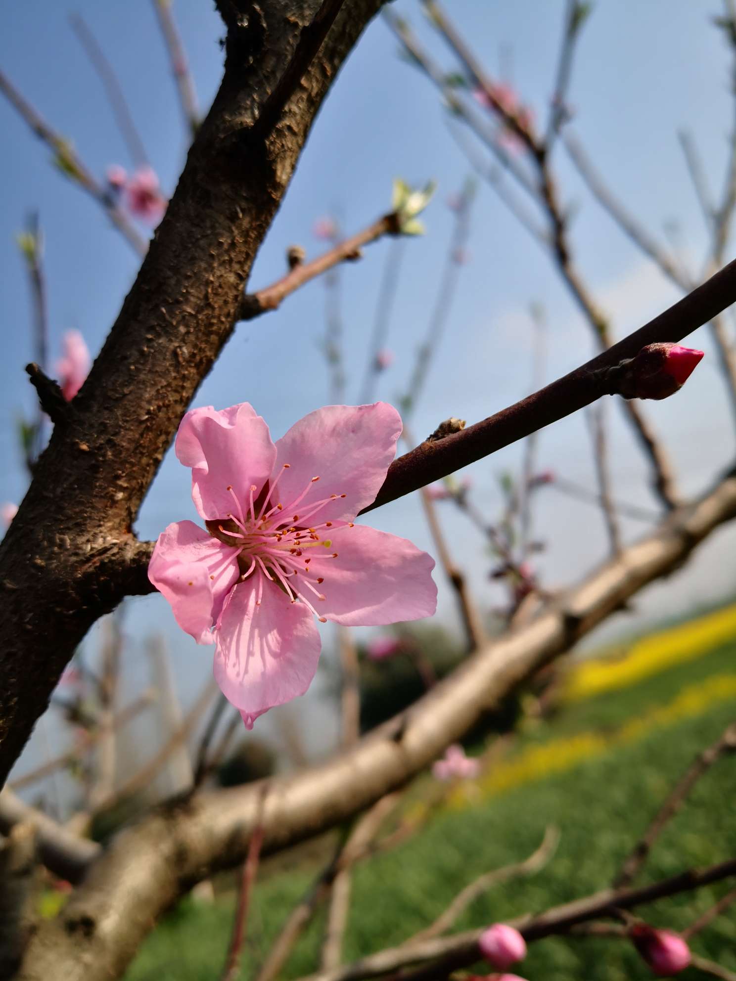再拍桃花